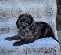 Beaumont , a male Poodle - Miniature  and Miniature Goldendoodle for sale in Leesburg, OH – Photo 5 of 9