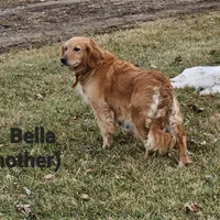 Beaumont , a male Poodle - Miniature  and Miniature Goldendoodle for sale in Leesburg, OH – Photo 8 of 9