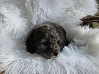 Beaumont , a male Miniature Goldendoodle for sale in Leesburg, OH – Photo 5 of 8