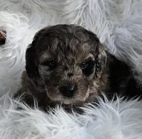 Beaumont , a male Miniature Goldendoodle for sale in Leesburg, OH – Photo 1 of 8