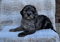 Beaumont , a male Poodle - Miniature  and Miniature Goldendoodle for sale in Leesburg, OH – Photo 1 of 9