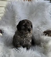 Beaumont , a male Miniature Goldendoodle for sale in Leesburg, OH – Photo 3 of 8