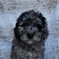 Beaumont , a male Poodle - Miniature  and Miniature Goldendoodle for sale in Leesburg, OH – Photo 6 of 9