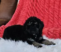 Detroit , a male Goldendoodle and Poodle - Miniature  for sale in Leesburg, OH – 2 of 10