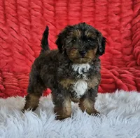 Derby, a male Goldendoodle and Poodle - Miniature  for sale in Leesburg, OH – 4 of 10