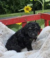 Denver , a male Goldendoodle and Poodle - Miniature  for sale in Leesburg, OH – 5 of 9