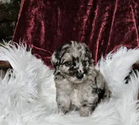 Boston , a male Goldendoodle and Poodle - Miniature  for sale in Leesburg, OH – 4 of 9