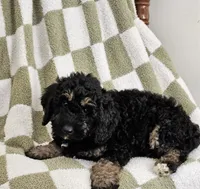 Detroit , a male Goldendoodle and Poodle - Miniature  for sale in Leesburg, OH – 7 of 10