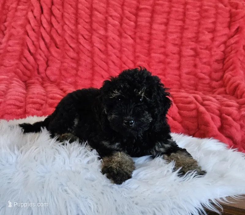 Denver  – Goldendoodle, Poodle - Miniature  puppy for sale in Leesburg, OH