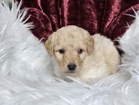 Bristol , a male Poodle - Miniature  for sale in Leesburg, OH – 2 of 7