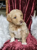 Branson , a male Goldendoodle and Poodle - Miniature  for sale in Leesburg, OH – 5 of 8