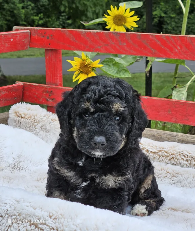 Detroit  – Goldendoodle, Poodle - Miniature  puppy for sale in Leesburg, OH