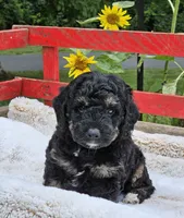 Detroit , a male Goldendoodle and Poodle - Miniature  for sale in Leesburg, OH – 1 of 9