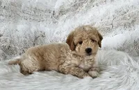 Boise, a male Goldendoodle and Poodle - Miniature  for sale in Leesburg, OH – 3 of 10