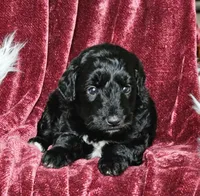 Billings , a male Poodle - Miniature  for sale in Leesburg, OH – 5 of 6