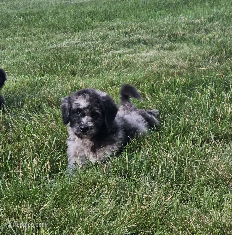 Berlin  – Goldendoodle, Poodle - Miniature  puppy for sale in Leesburg, OH