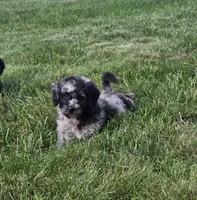 Berlin , a male Goldendoodle and Poodle - Miniature  for sale in Leesburg, OH – 3 of 7
