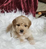 Boise, a male Goldendoodle and Poodle - Miniature  for sale in Leesburg, OH – 4 of 8