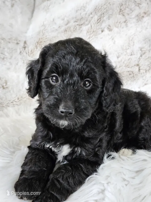 Billings  – Poodle - Miniature  puppy for sale in Leesburg, OH