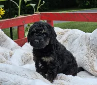 Denver , a male Goldendoodle and Poodle - Miniature  for sale in Leesburg, OH – 3 of 9
