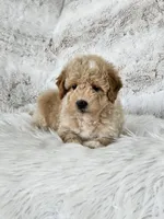 Boise, a male Goldendoodle and Poodle - Miniature  for sale in Leesburg, OH – 5 of 10