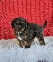Derby, a male Goldendoodle and Poodle - Miniature  for sale in Leesburg, OH – 8 of 10