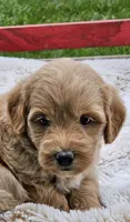 Dorie, a female Goldendoodle and Poodle - Miniature  for sale in Leesburg, OH – 3 of 8