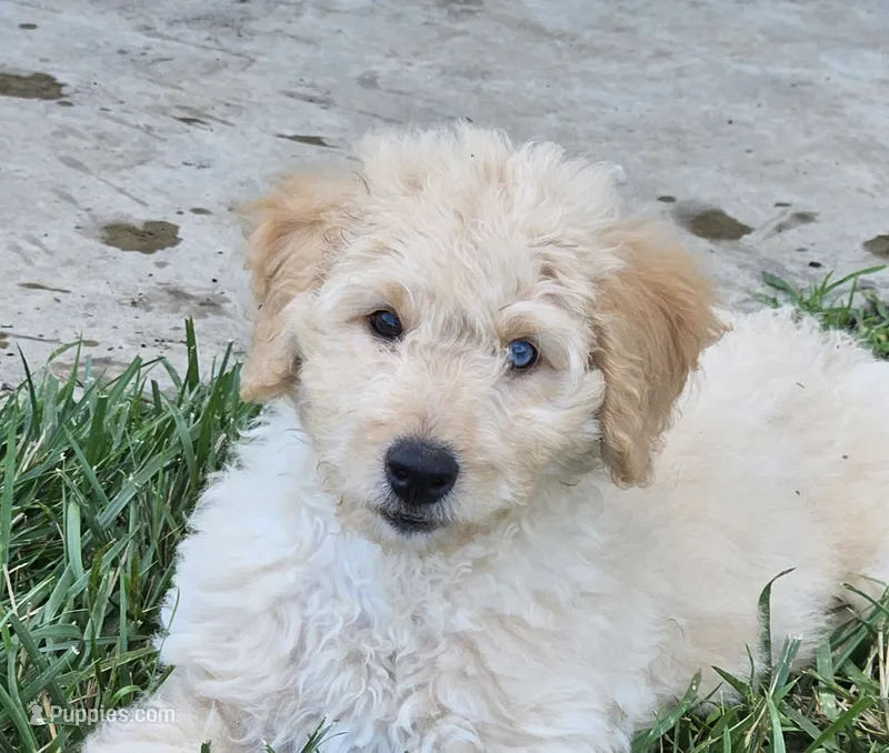 Bristol  – Poodle - Miniature  puppy for sale in Leesburg, OH