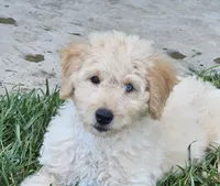 Bristol , a male Goldendoodle and Poodle - Miniature  for sale in Leesburg, OH – 2 of 10