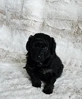 Onyx, a male Poodle - Miniature  and Miniature Goldendoodle for sale in Leesburg, OH – Photo 3 of 9