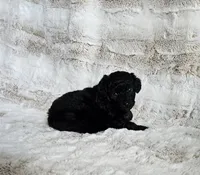 Onyx, a male Poodle - Miniature  and Miniature Goldendoodle for sale in Leesburg, OH – Photo 7 of 9