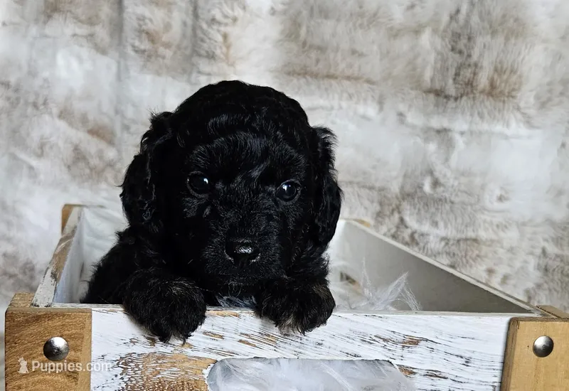 Onyx – Poodle - Miniature , Miniature Goldendoodle puppy for sale in Leesburg, OH