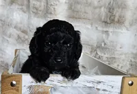 Onyx, a male Poodle - Miniature  and Miniature Goldendoodle for sale in Leesburg, OH – Photo 1 of 9