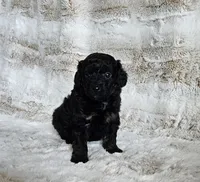 Onyx, a male Poodle - Miniature  and Miniature Goldendoodle for sale in Leesburg, OH – Photo 5 of 9