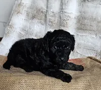 Onyx, a male Poodle - Miniature  and Miniature Goldendoodle for sale in Leesburg, OH – Photo 4 of 9