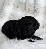 Onyx, a male Poodle - Miniature  and Miniature Goldendoodle for sale in Leesburg, OH – Photo 6 of 9