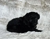 Onyx, a male Poodle - Miniature  and Miniature Goldendoodle for sale in Leesburg, OH – Photo 2 of 9