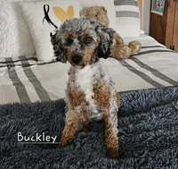 Onyx, a male Poodle - Miniature  and Miniature Goldendoodle for sale in Leesburg, OH – Photo 8 of 9