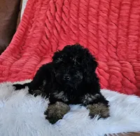 Denver , a male Goldendoodle and Poodle - Miniature  for sale in Leesburg, OH – 4 of 10