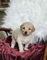 Bristol , a male Poodle - Miniature  for sale in Leesburg, OH – 5 of 7