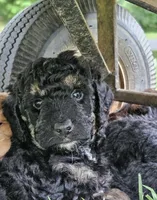 Detroit , a male Goldendoodle and Poodle - Miniature  for sale in Leesburg, OH – 7 of 9