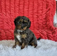 Derby, a male Goldendoodle and Poodle - Miniature  for sale in Leesburg, OH – 3 of 10