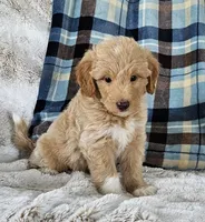 Branson , a male Goldendoodle and Poodle - Miniature  for sale in Leesburg, OH – 3 of 9