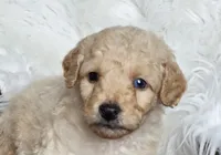 Bristol , a male Poodle - Miniature  for sale in Leesburg, OH – 3 of 7
