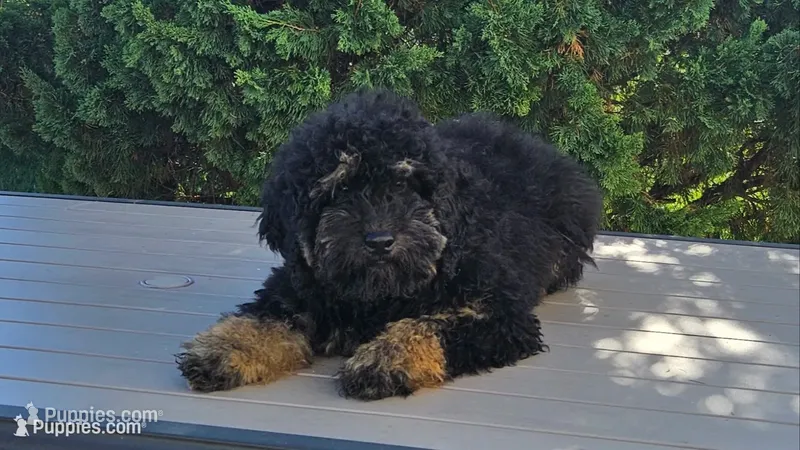 Denver  – Goldendoodle, Poodle - Miniature  puppy for sale in Leesburg, OH