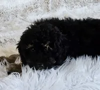 Denver , a male Goldendoodle and Poodle - Miniature  for sale in Leesburg, OH – 5 of 10