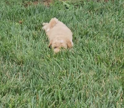 Boise, a male Goldendoodle and Poodle - Miniature  for sale in Leesburg, OH – 8 of 10