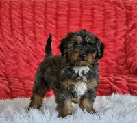 Derby, a male Goldendoodle and Poodle - Miniature  for sale in Leesburg, OH – 7 of 10