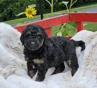 Denver , a male Goldendoodle and Poodle - Miniature  for sale in Leesburg, OH – 2 of 9