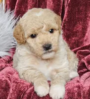 Boise, a male Goldendoodle and Poodle - Miniature  for sale in Leesburg, OH – 3 of 8